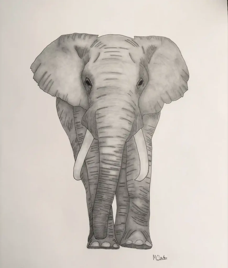 Elephant Drawing