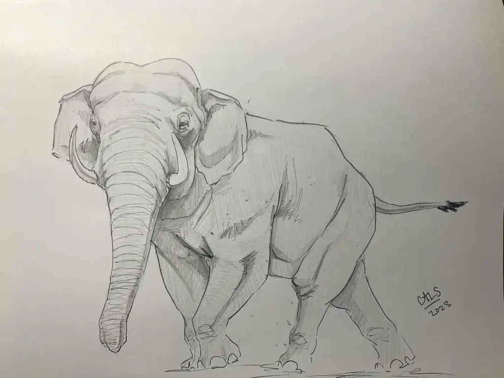 Elephant Drawing