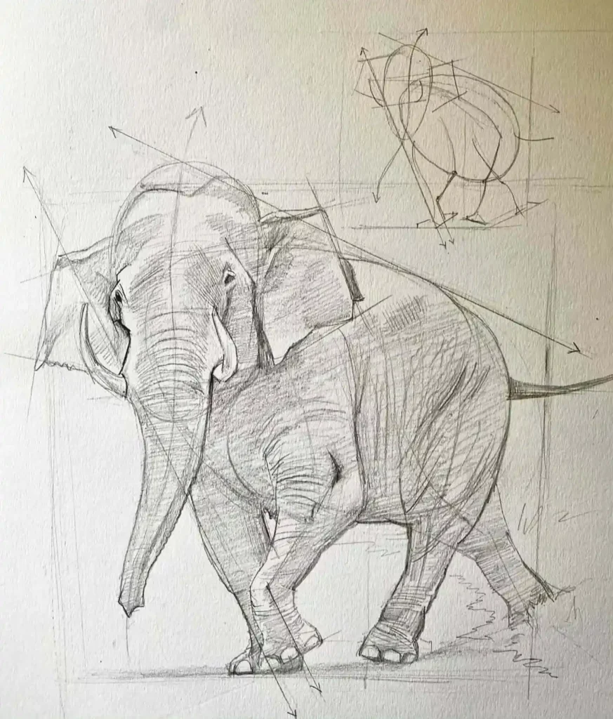 Elephant Drawing