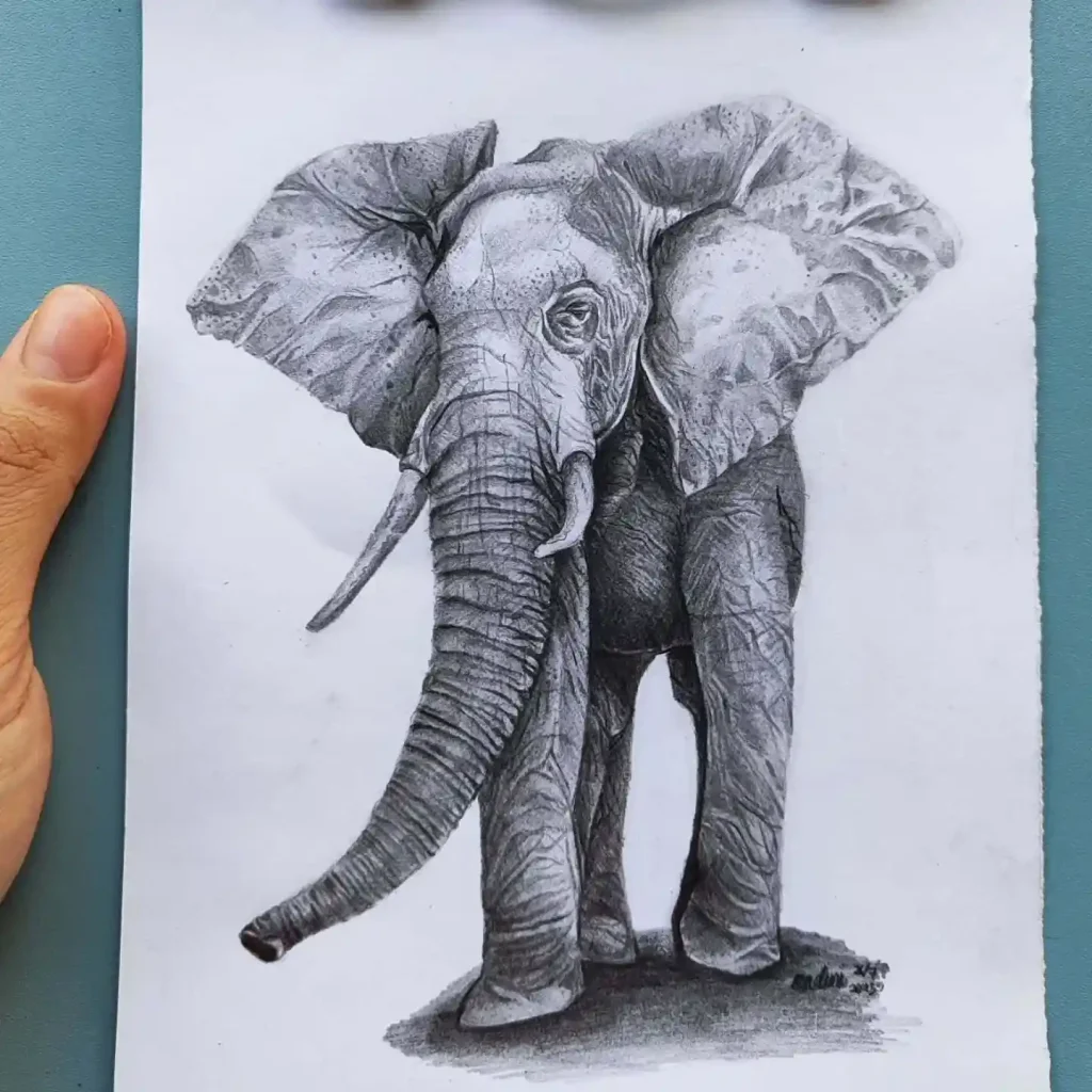 Elephant Drawing