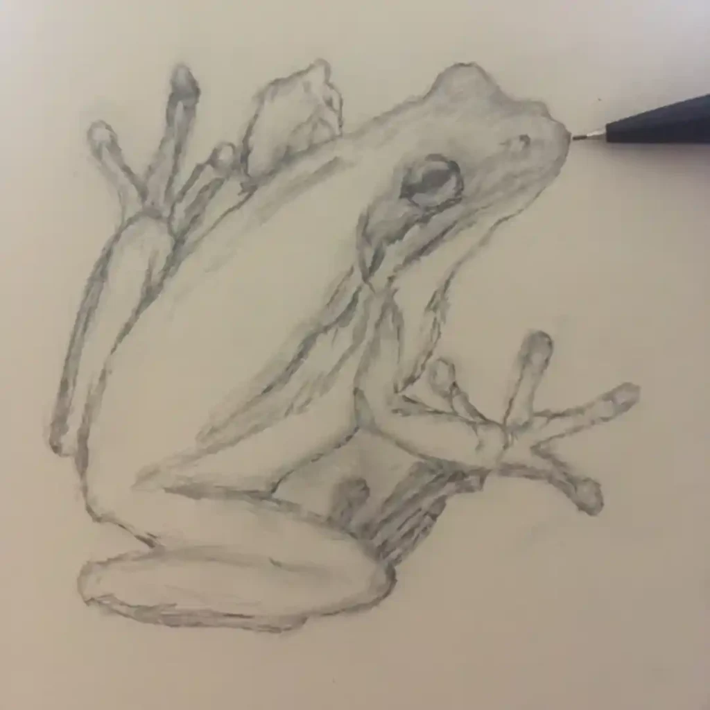 Frog Drawing Ideas