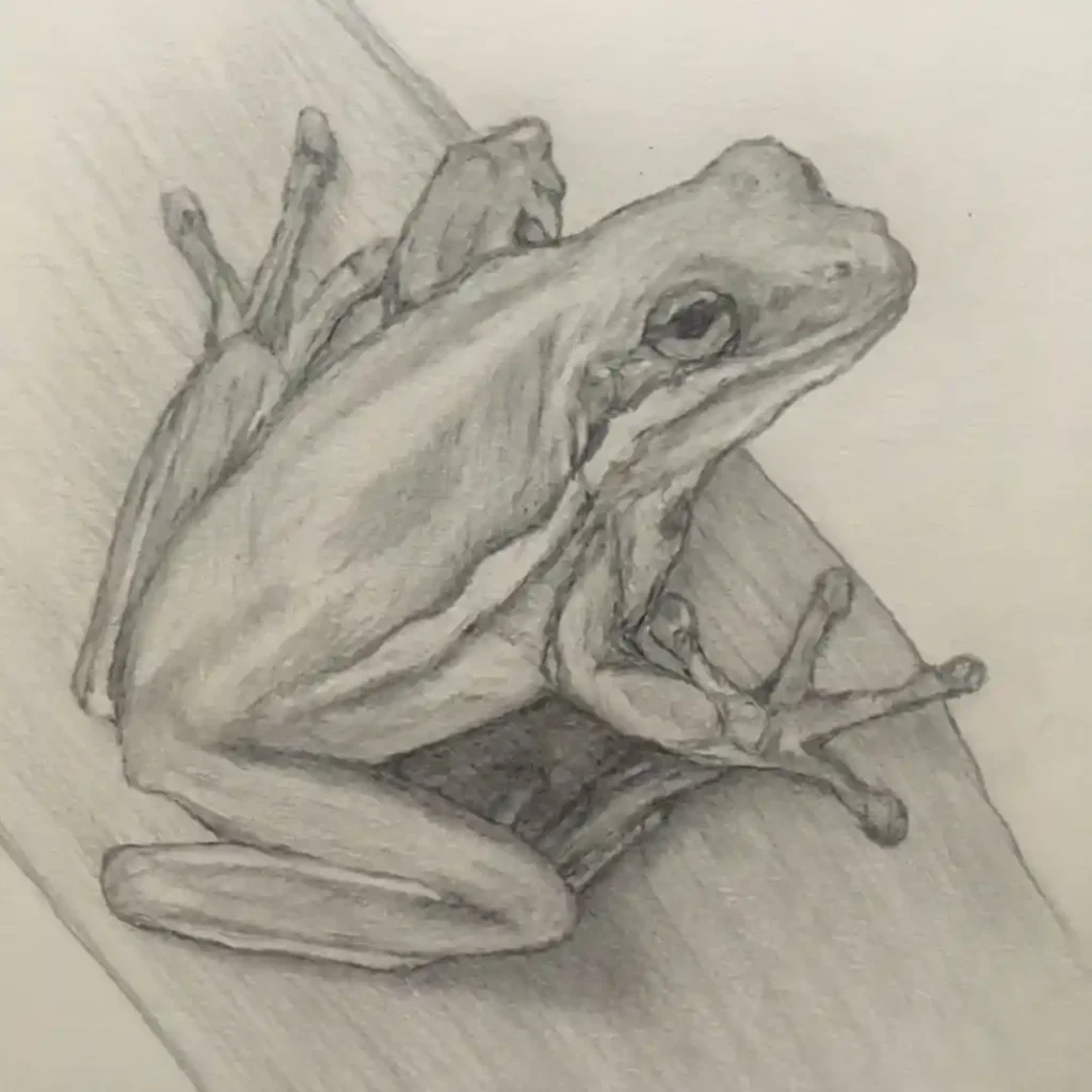 Frog Drawing Ideas