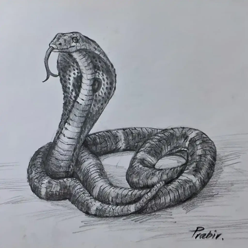 Snake Drawing