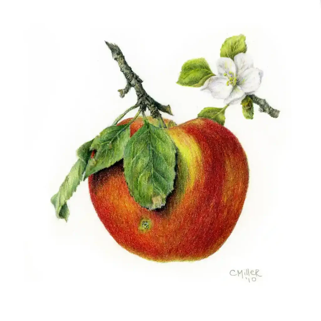 Apple Drawing Ideas