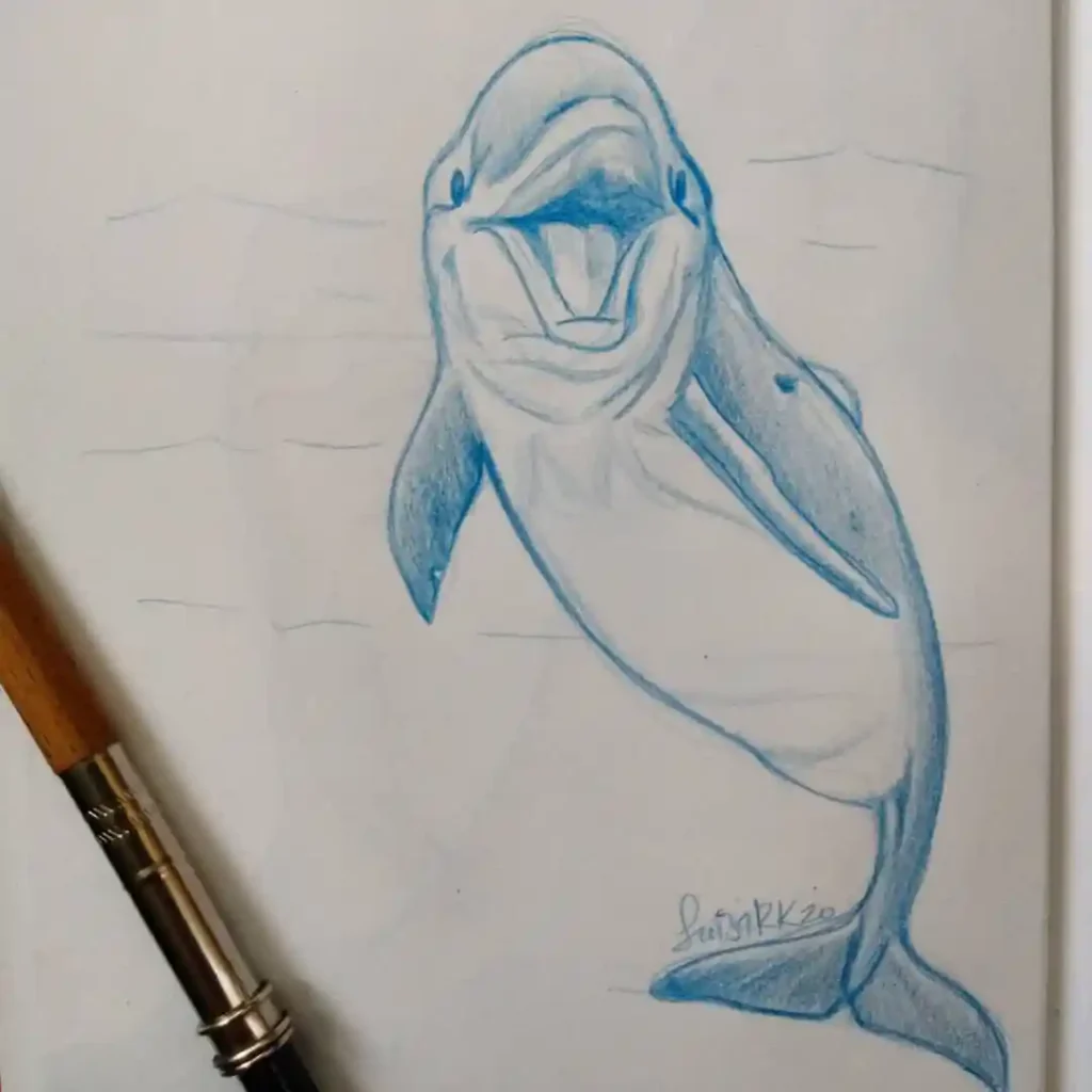 Dolphin Drawing Ideas