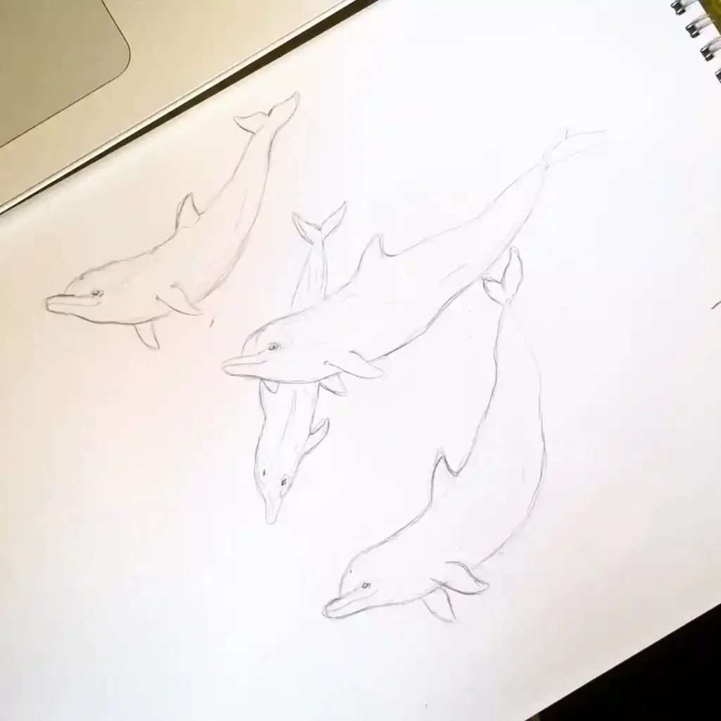 Dolphin Drawing Ideas