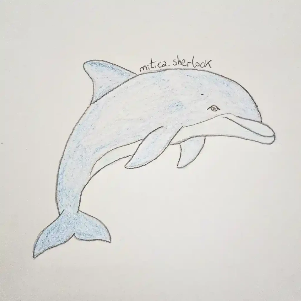 Dolphin Drawing Ideas