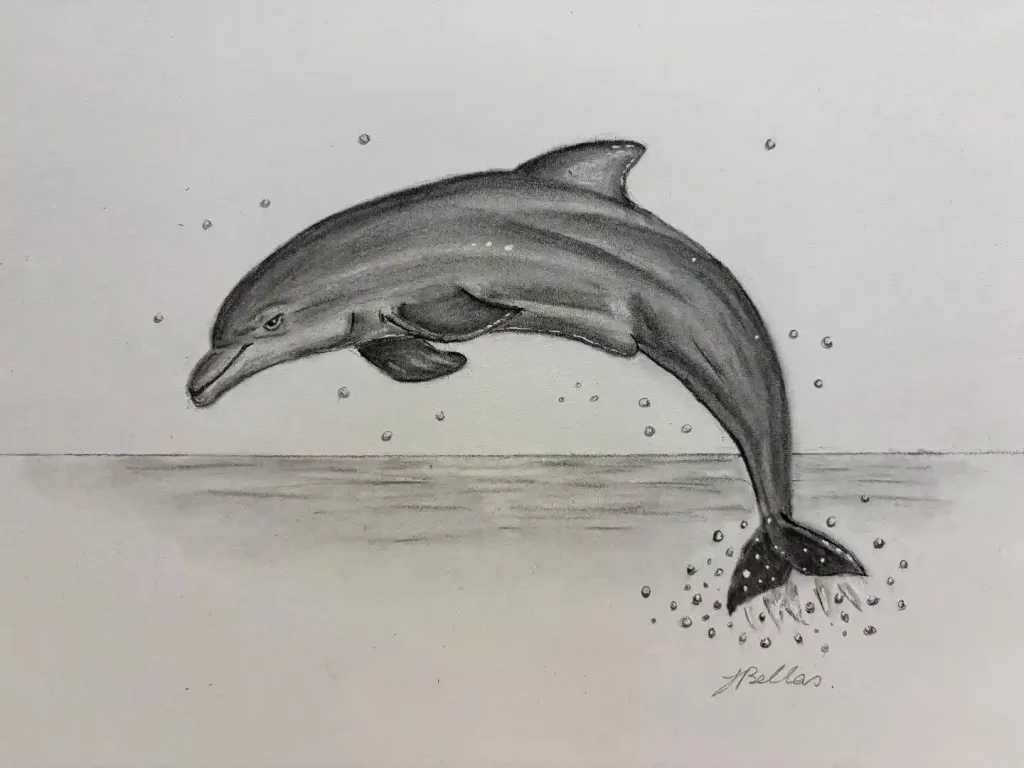 Dolphin Drawing Ideas