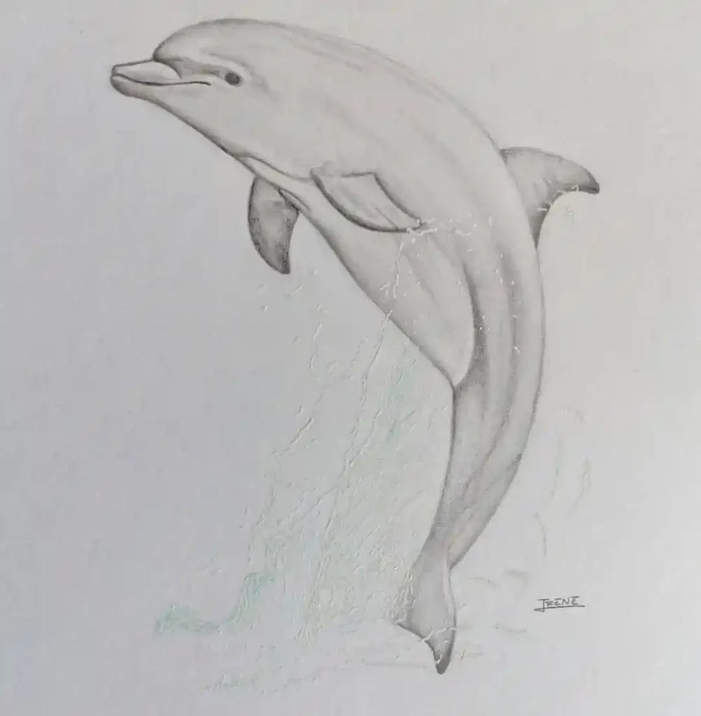 Dolphin Drawing Ideas