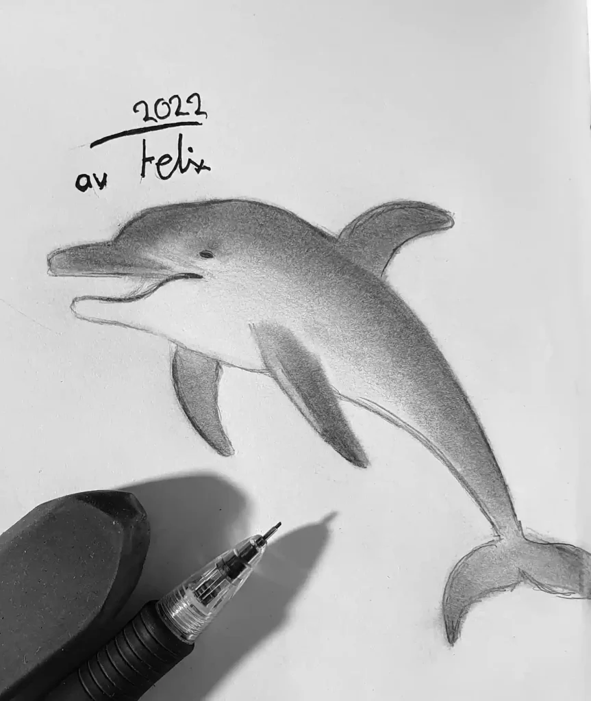 Dolphin Drawing Ideas