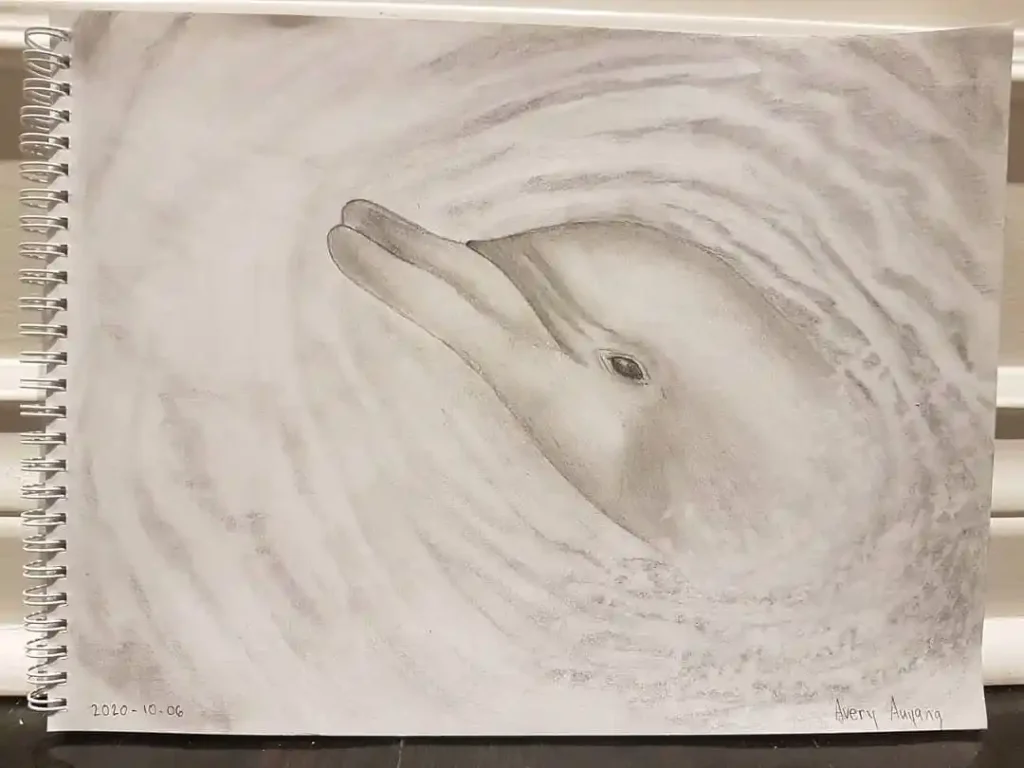 Dolphin Drawing Ideas