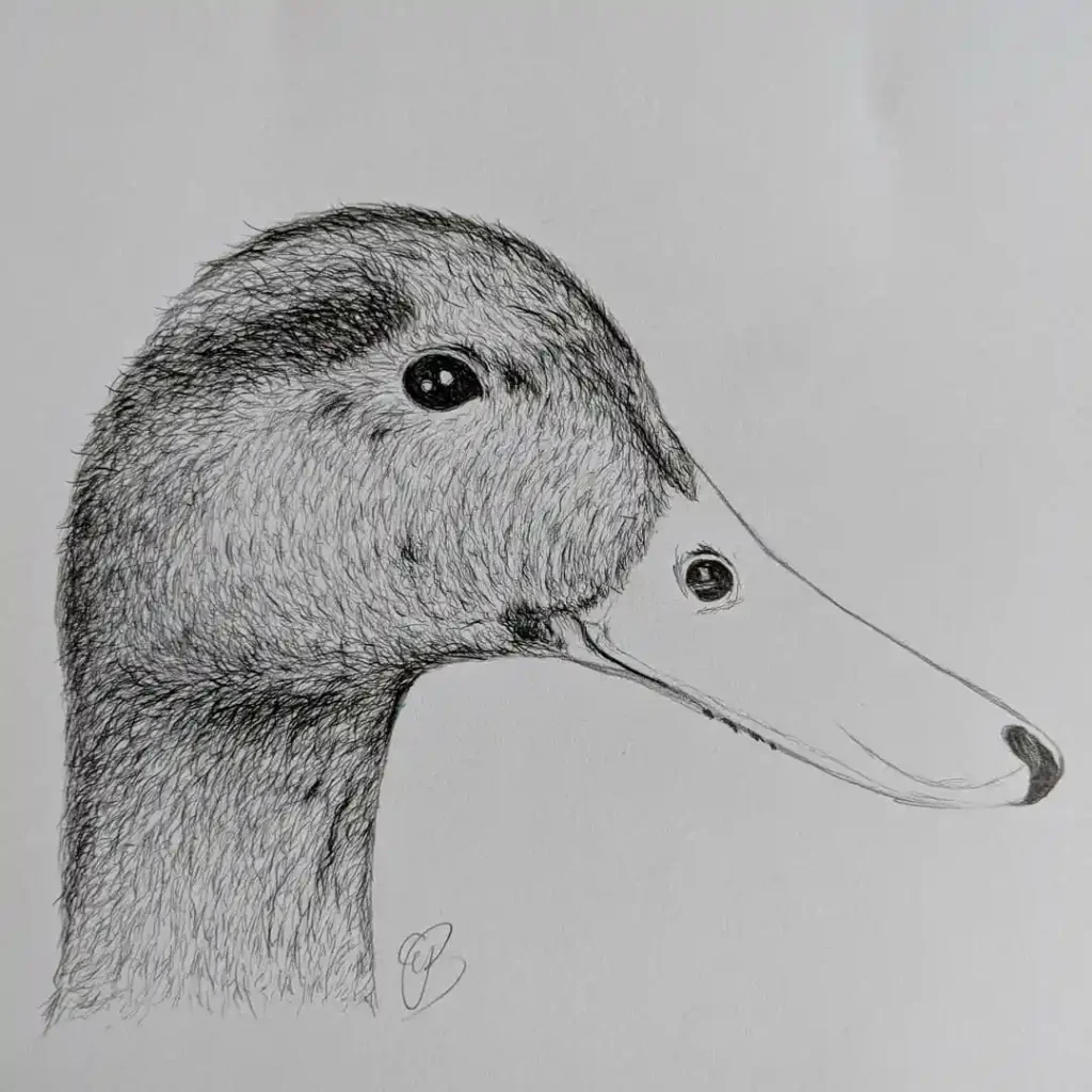 Duck Drawing Ideas