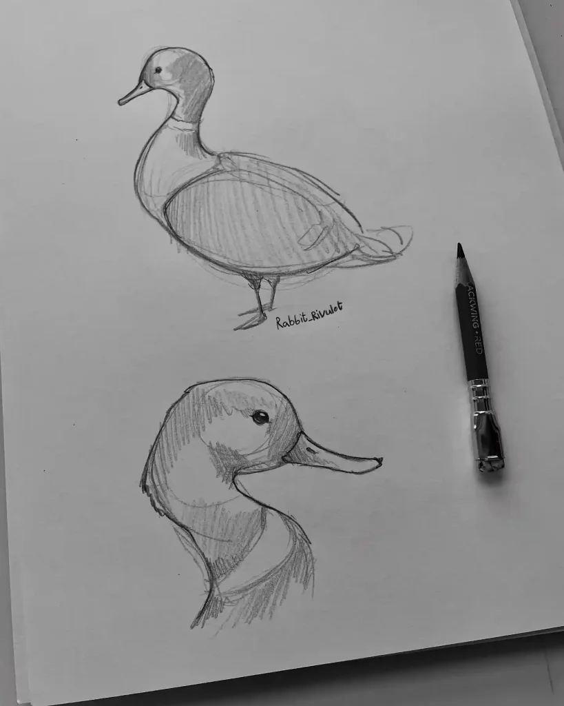 Duck Drawing Ideas