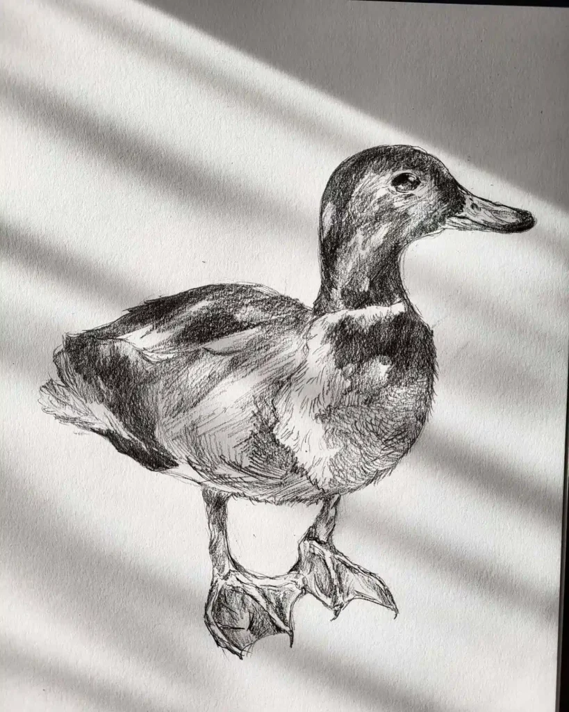 Duck Drawing Ideas