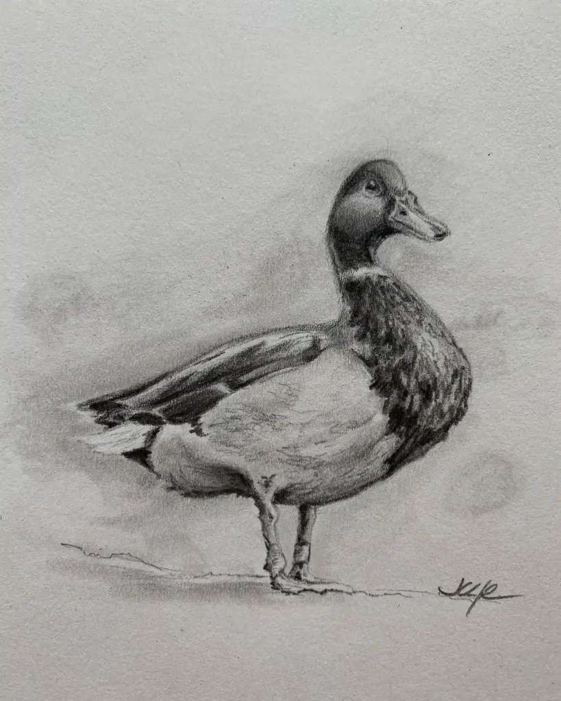 Duck Drawing Ideas