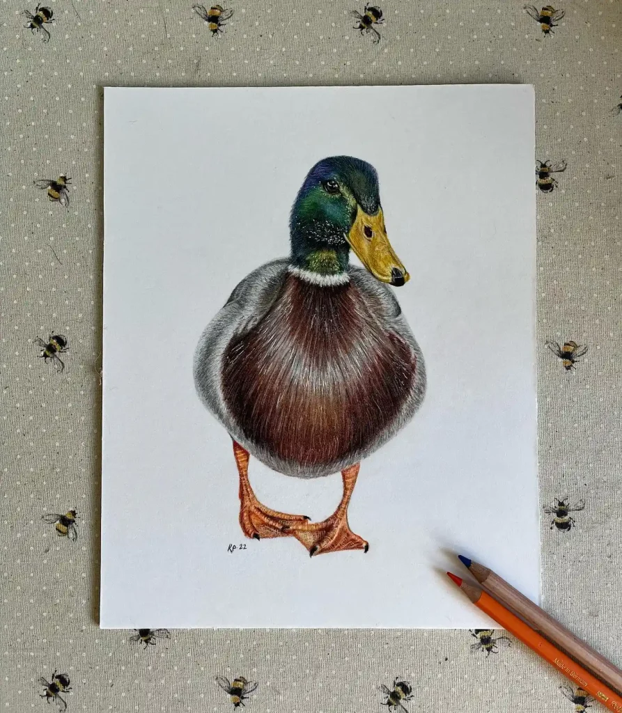 Duck Drawing Ideas