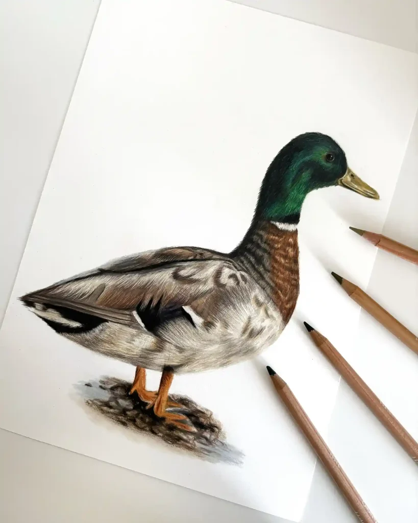Duck Drawing Ideas