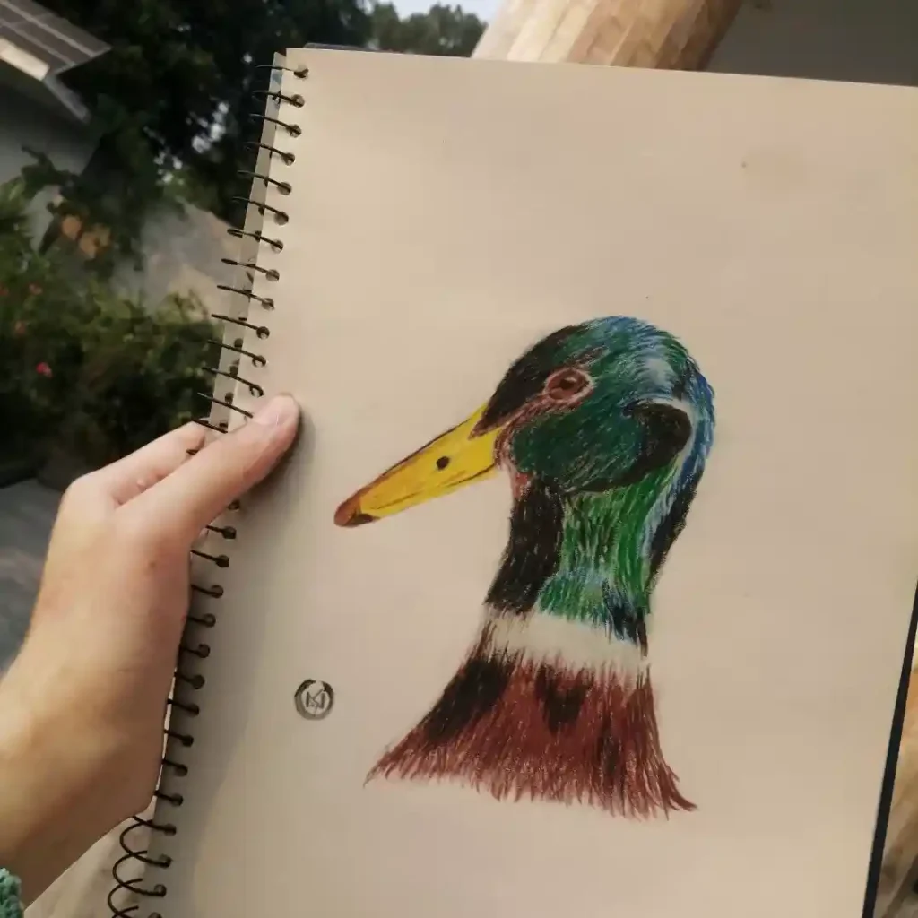 Duck Drawing Ideas
