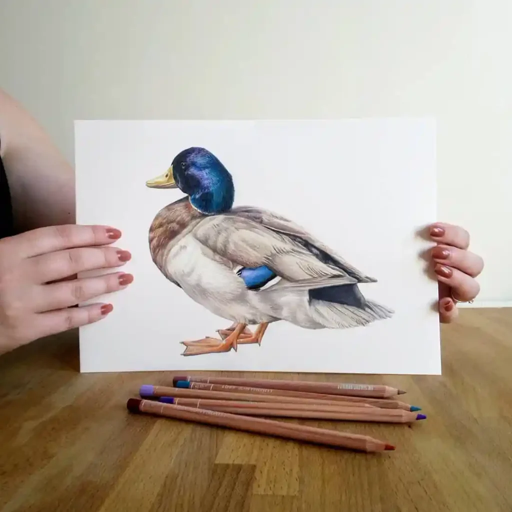Duck Drawing Ideas