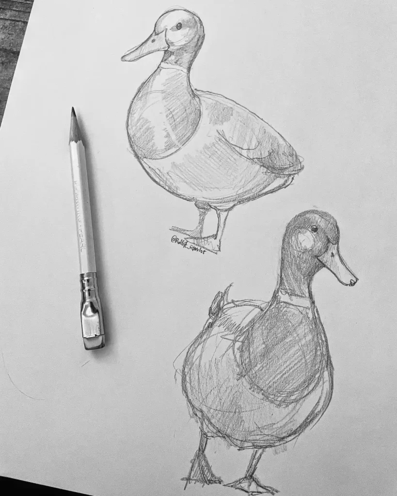 Duck Drawing Ideas