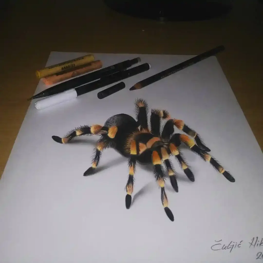 Spider Drawings