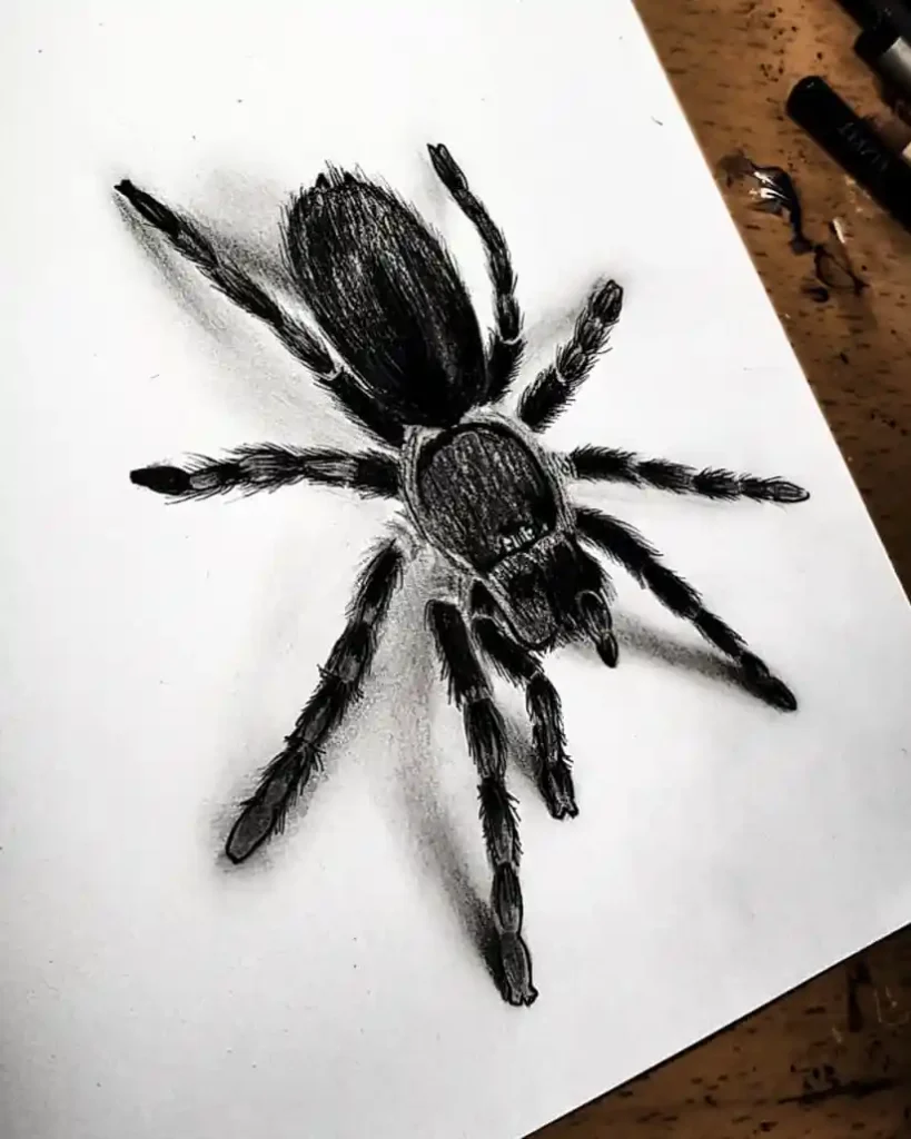 Spider Drawings