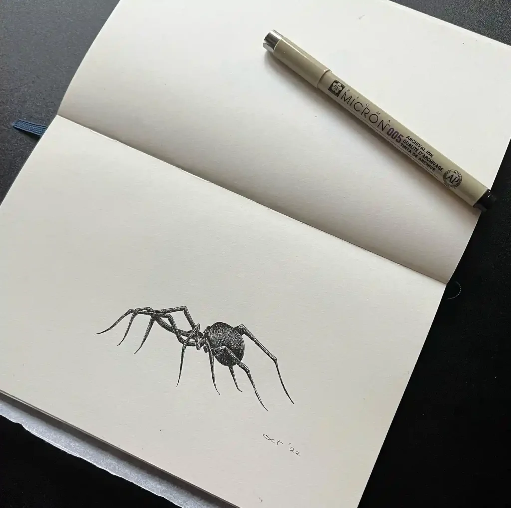 Spider Drawings