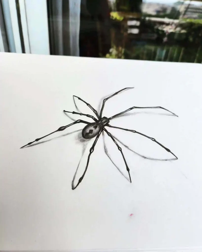 Spider Drawings