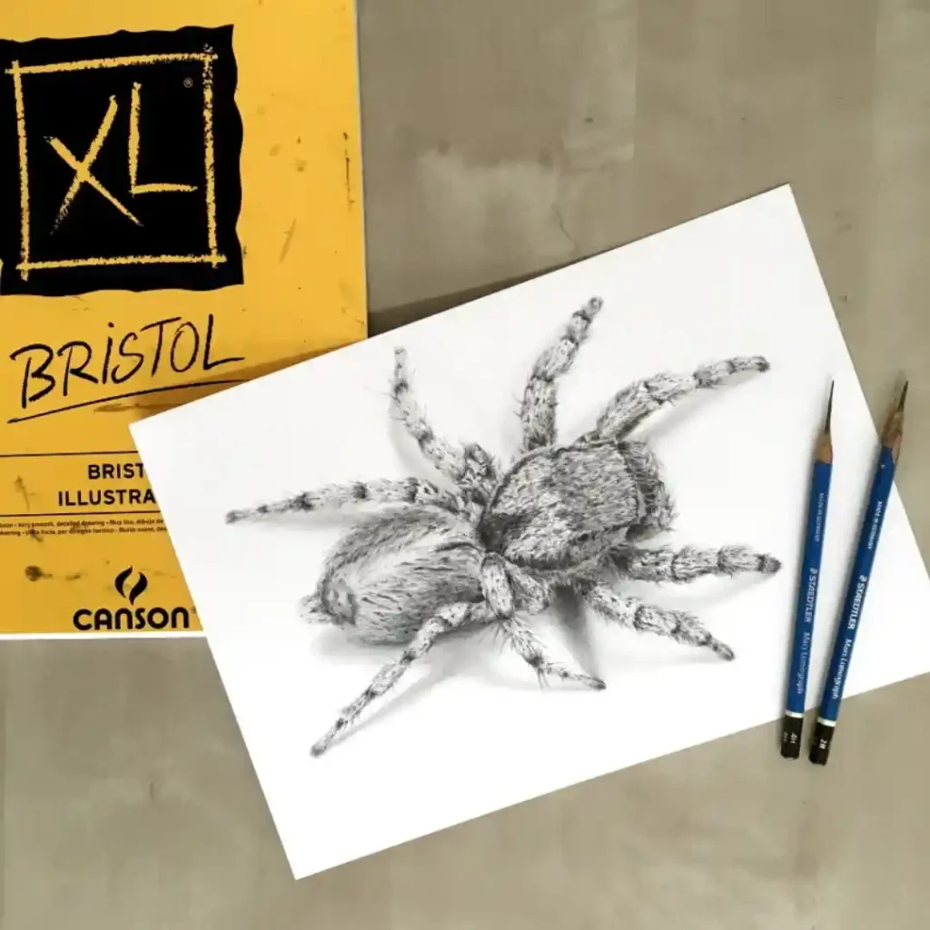 Spider Drawings