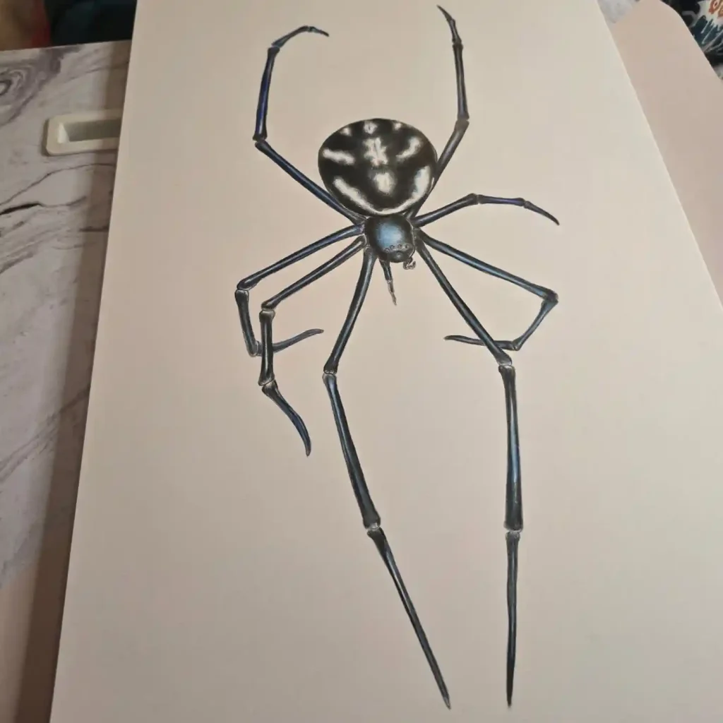 Spider Drawings