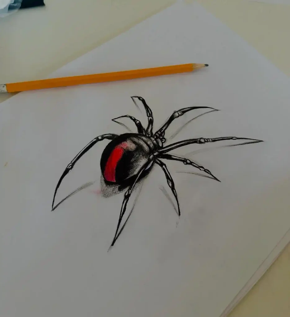 Spider Drawings