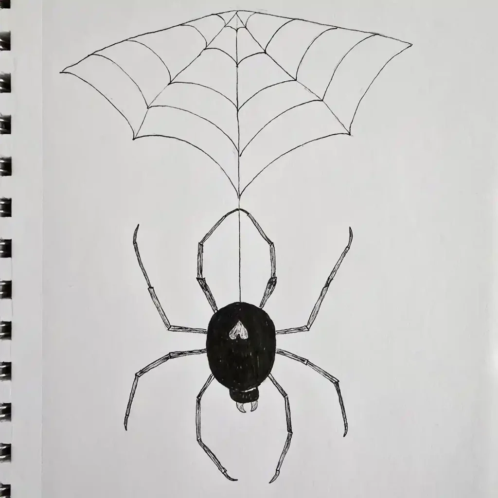 Spider Drawings