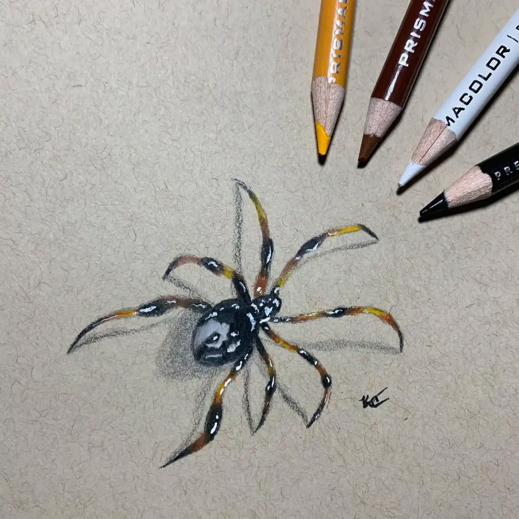 Spider Drawings