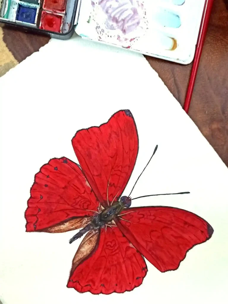 Watercolor Butterfly Drawing Ideas