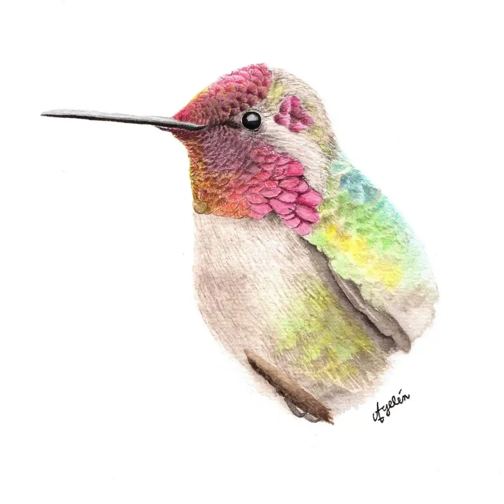 Watercolor Hummingbird Drawing Ideas