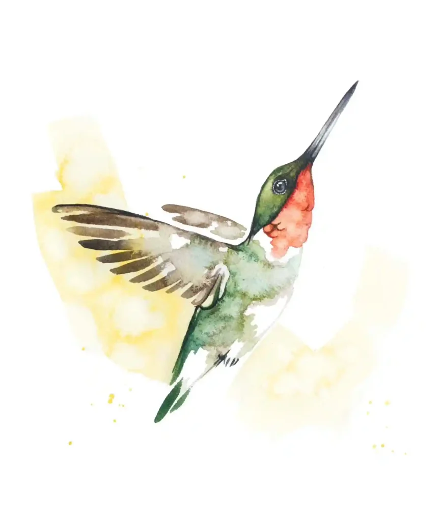 Watercolor Hummingbird Drawing Ideas