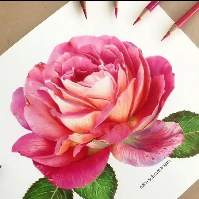 Watercolor Rose Drawing Ideas