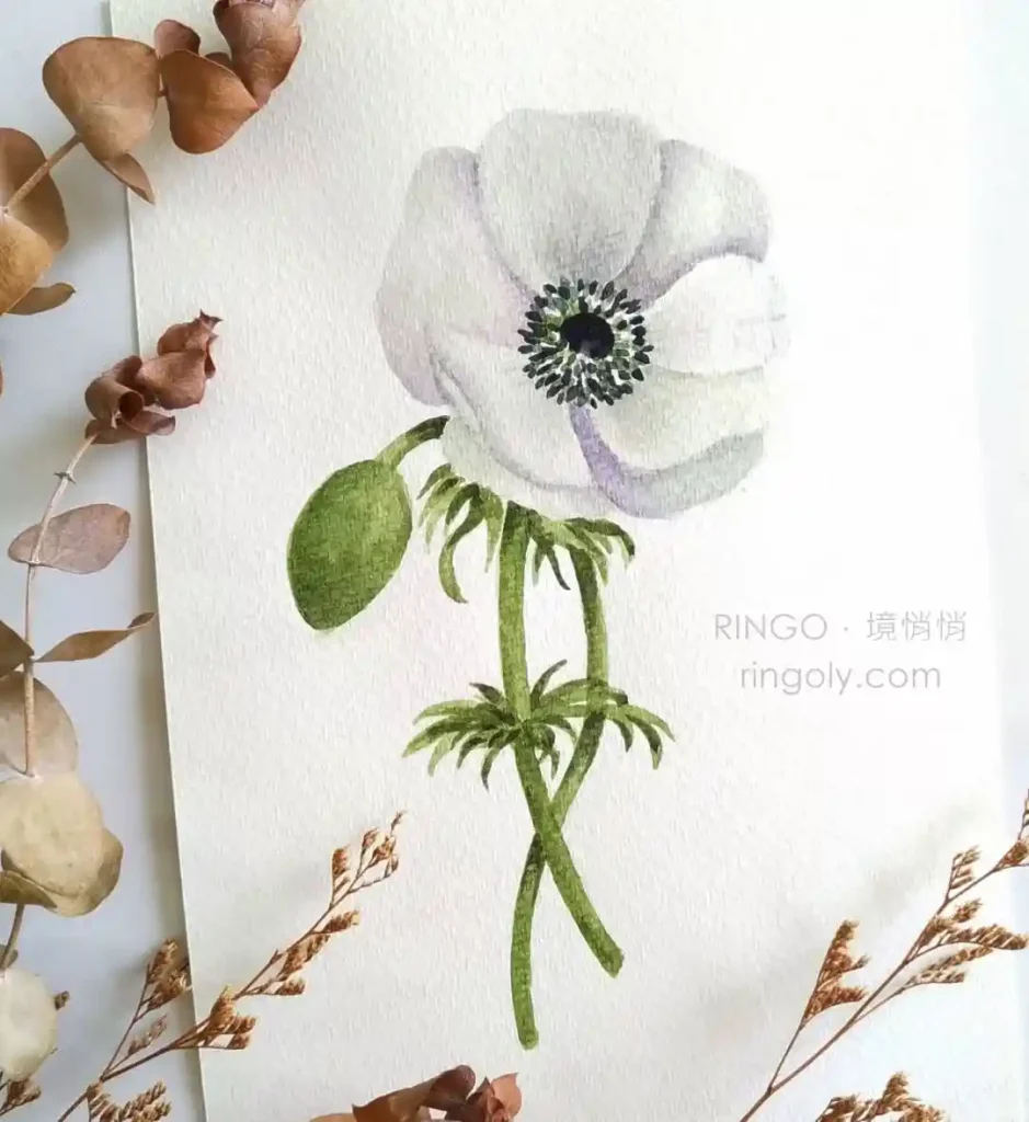Watercolor Anemone Drawing Ideas (19)