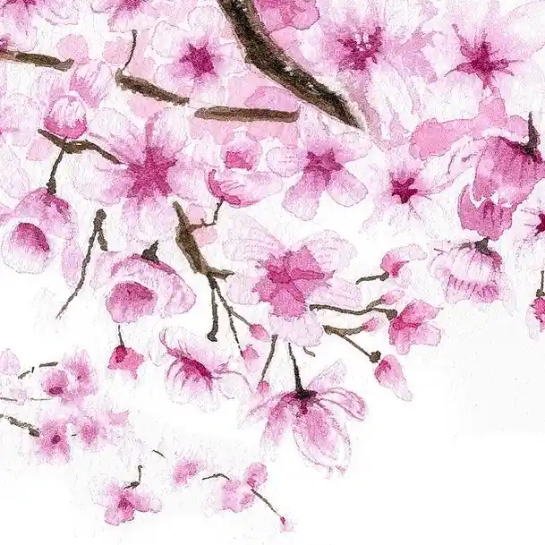 Watercolor Cherry Blossom Drawing Ideas (13)