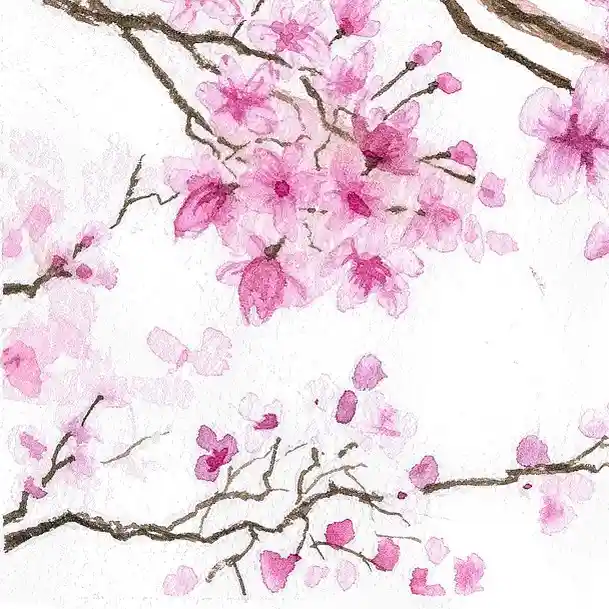 Watercolor Cherry Blossom Drawing Ideas (6)