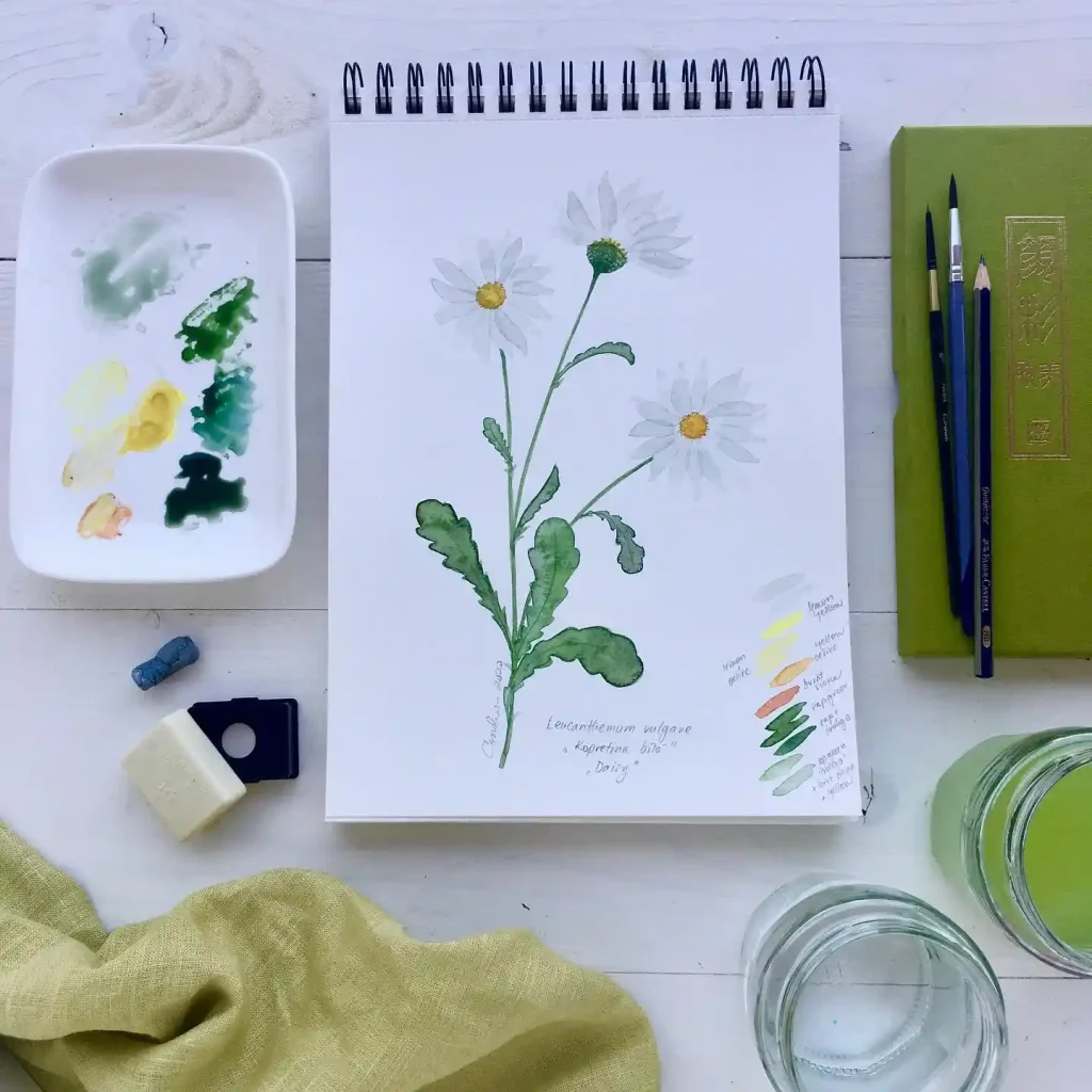Watercolor Daisy Drawing Ideas (13)