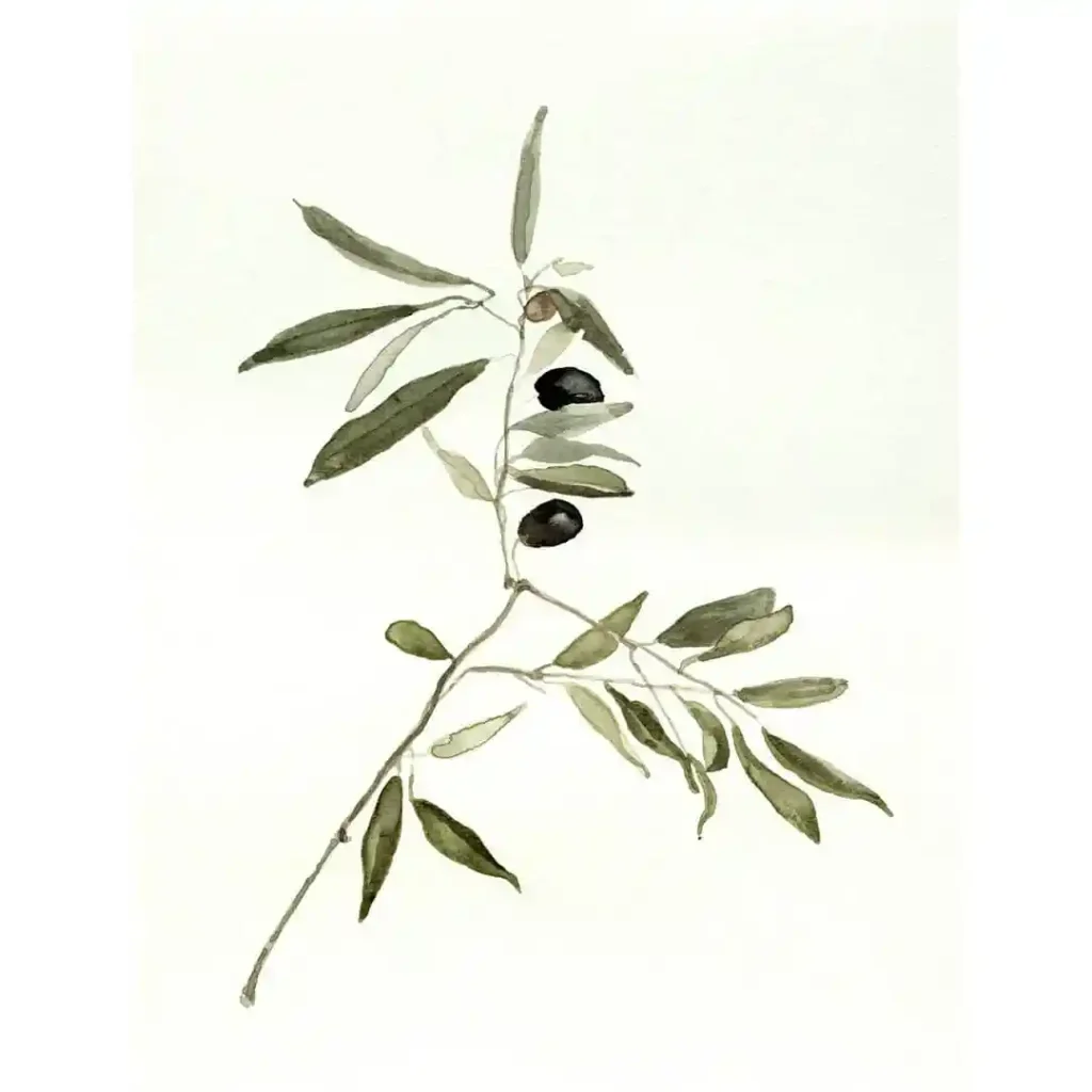 Watercolor Olive Drawing Ideas 17