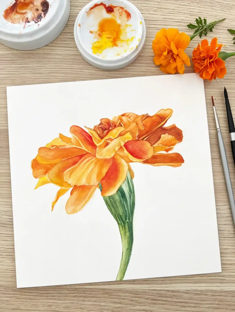 watercolor marigold drawing ideas (1)