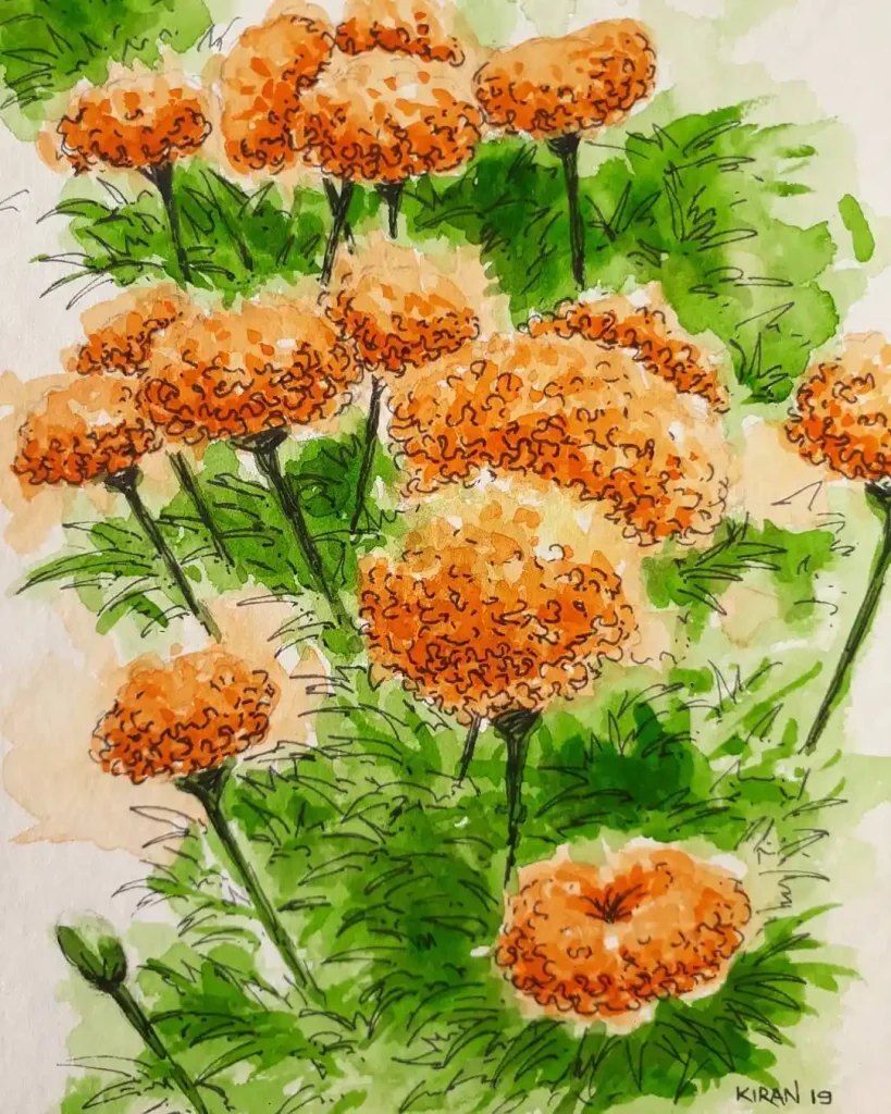 watercolor marigold drawing ideas (14)