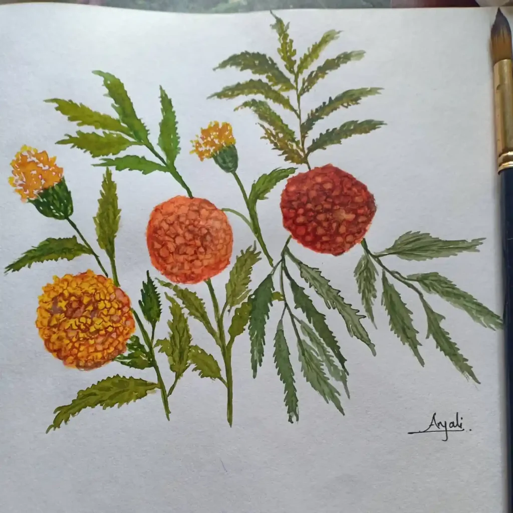 watercolor marigold drawing ideas (2)