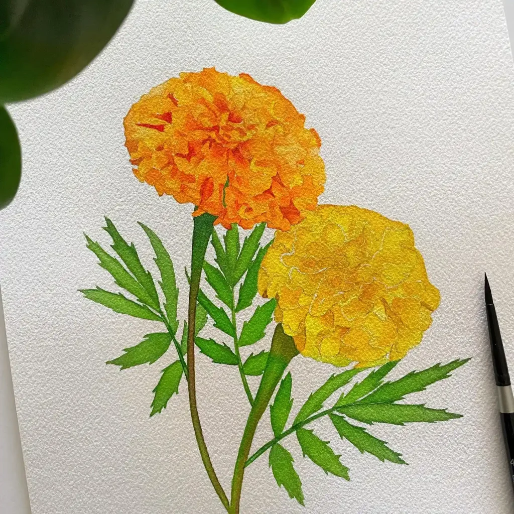 watercolor marigold drawing ideas (3)
