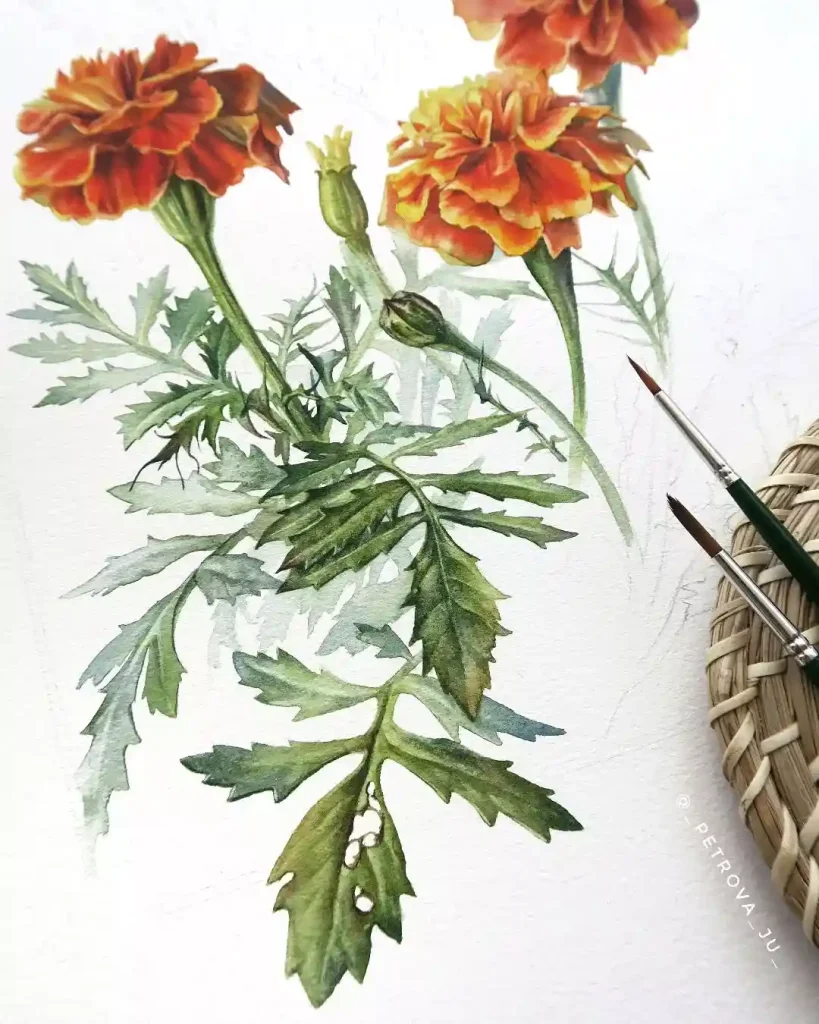 watercolor marigold drawing ideas (30)