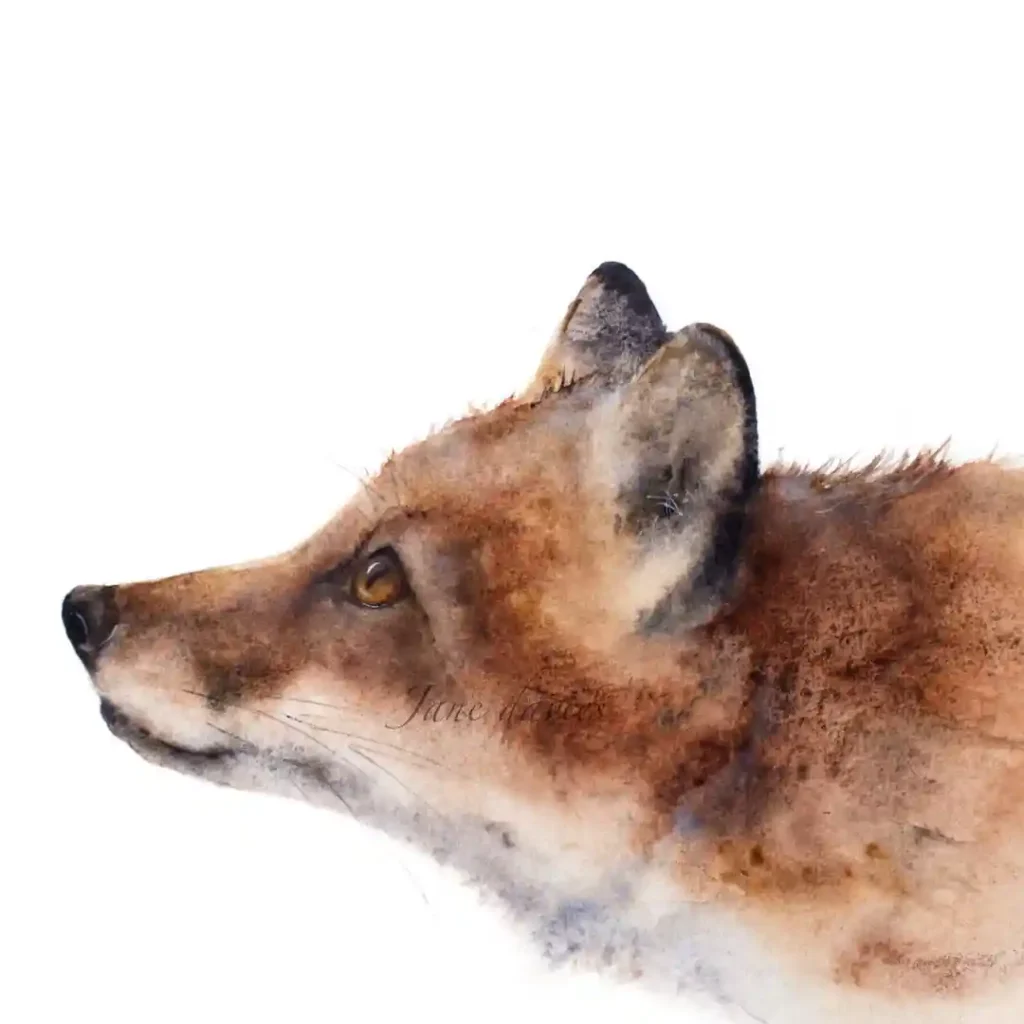 Watercolor Fox 9